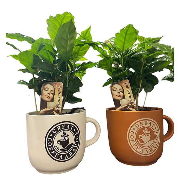 Coffea arabica Deco 13CS - Kávécserje csészében - AKCIÓS