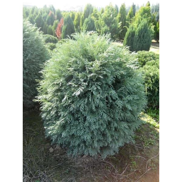 Chamaecyparis lawsoniana 'Silver Globus' - Kék gömb oregoni hamisciprus K25 60/80