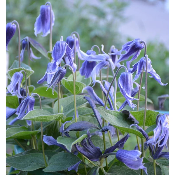 Clematis heracleifolia - Klemátisz K2