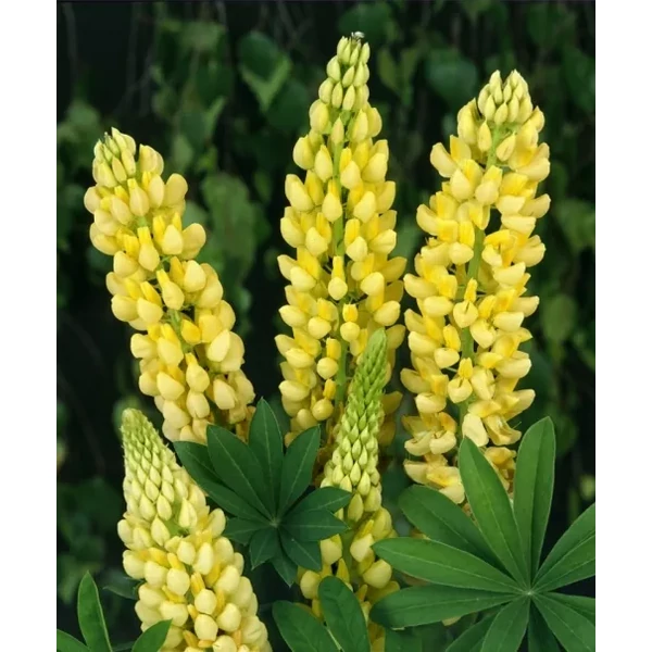 Lupinus Gallery Yellow- Csillagfürt Cs14