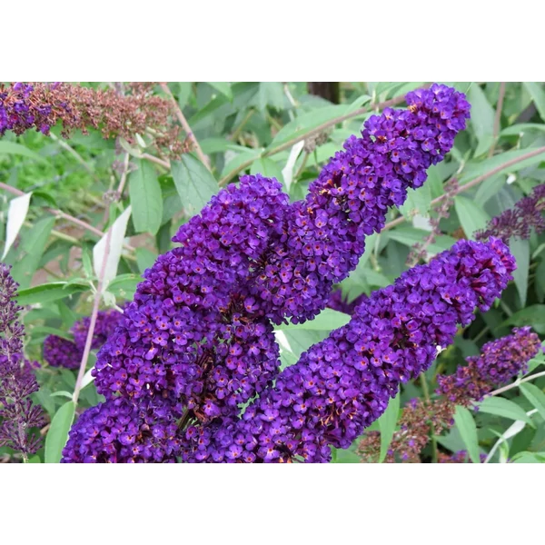 Buddleia davidii 'Black Knight' – Nyáriorgona 30/40