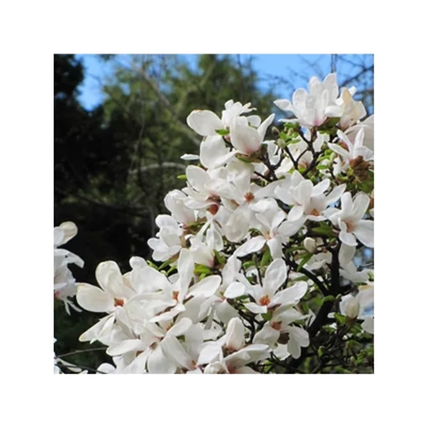 Magnolia kobus 'Isis' –Krémfehér liliomfa 250/300 Drótlabdás