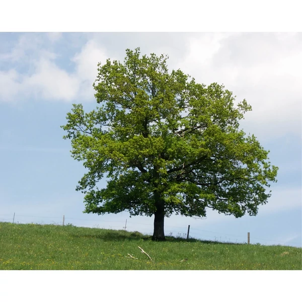 Quercus rubra - Vörös tölgy Drótlabdás 12/14 250/300