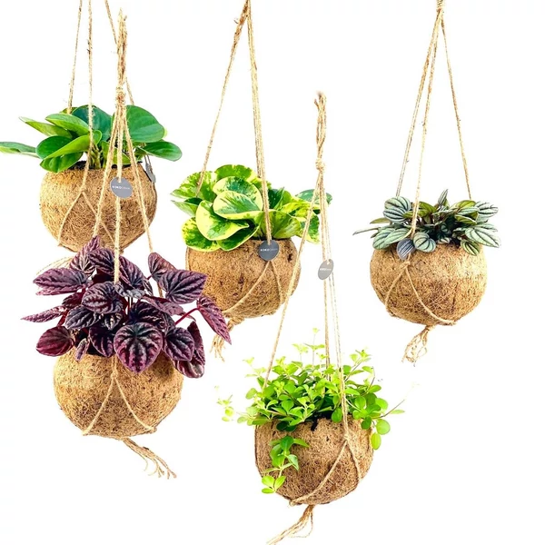 Kokedama Green Collection – Japán kókuszgolyós növénykollekció készlet szerint 1db növény P15 25cm