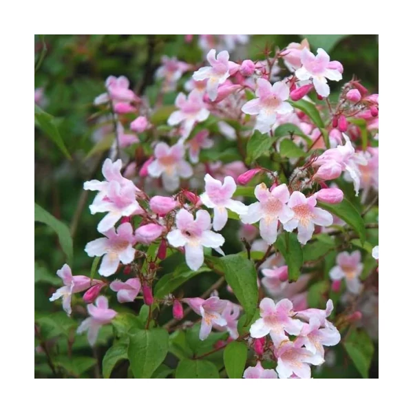 Kolkwitzia amabilis 'Pink Cloud' - Viráglonc rózasszín K 3L 30/40