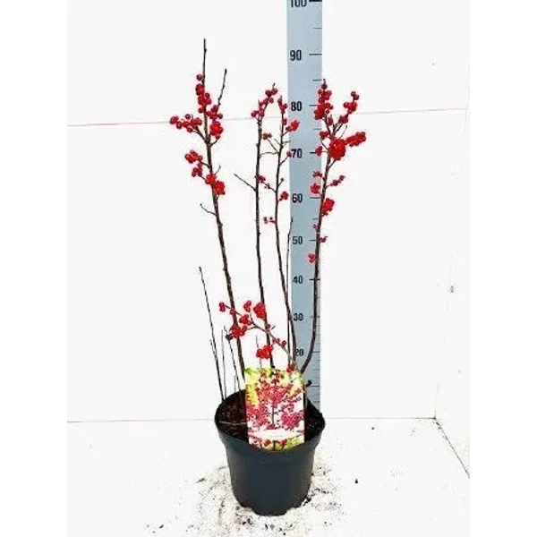 Ilex verticillata - Korall/mocsári magyal 90cm
