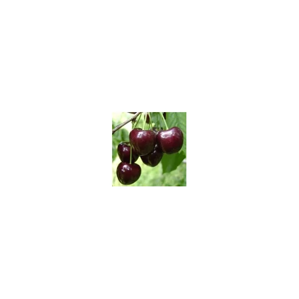 Prunus avium Kordia cseresznye 1/2 törzses K10 - Cseresznye