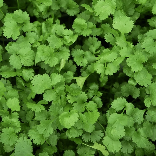 Fűszernövény - Koriander Iván CS12