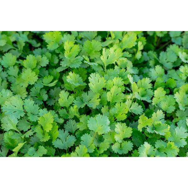 Fűszernövény - Koriander Cs14