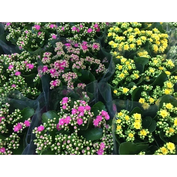 Calanchoe - Korallvirág CS7