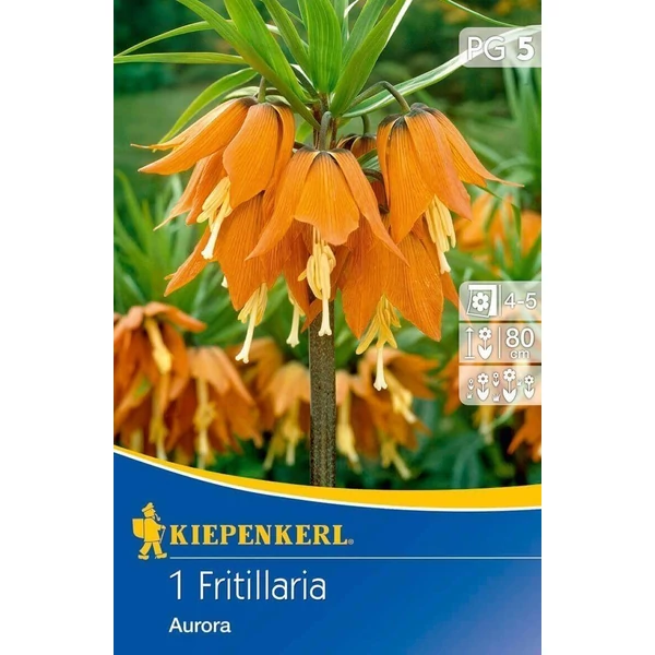 Kiepenkerl Fritillaria Imperialis Aurora császárkorona virághagyma 1db