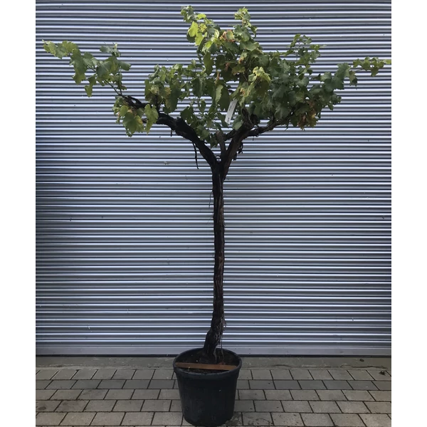 Vitis Vinifera CLT25 Kordonra futatatott szőlő