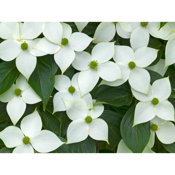 Cornus kousa 'Milky Way' - Csillagsom CLT 9