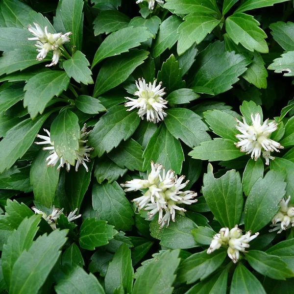 Pachysandra terminalis Green Sheen - Japán kövérke K2 20-40