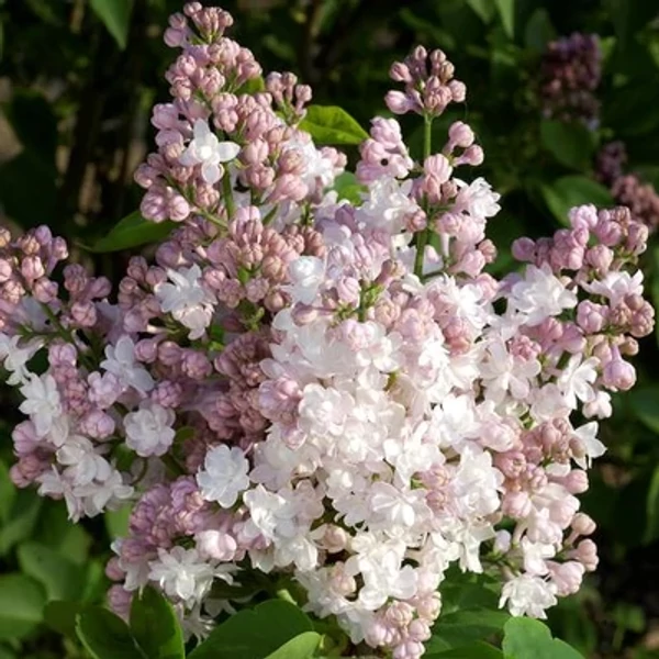 Syringa vulgaris 'Krasavitsa Moskvy' - Fehér-rózsaszín virágú orgona 40-60