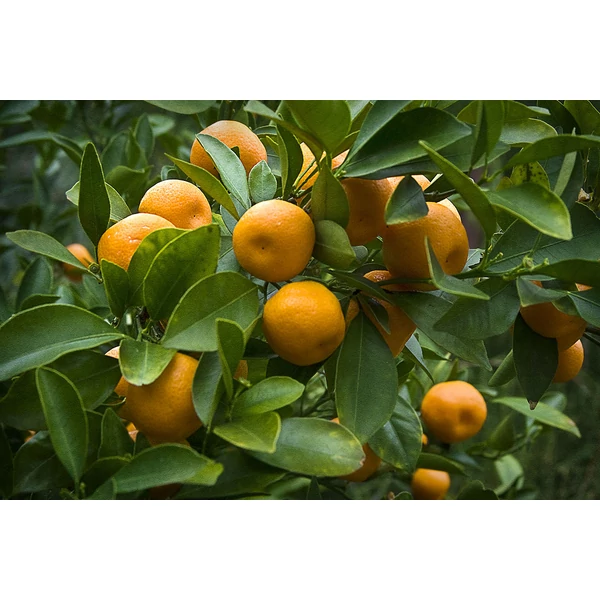 Kumquat - Törpemandarin magastörzsön EXTRA K35 100/125