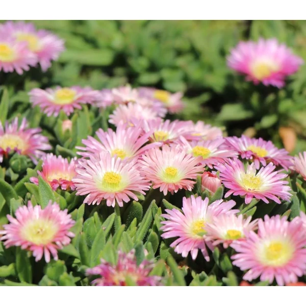 Delosperma sutherlandii Peach Star- Kristályvirág CS9