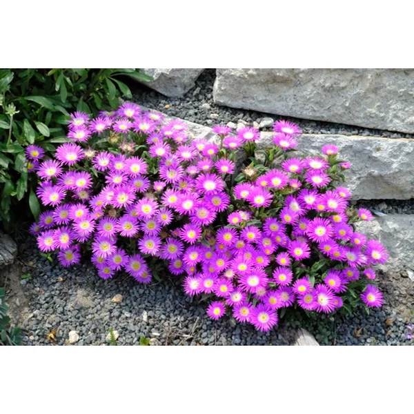 Delosperma sutherlandii- Kristályvirág CS9