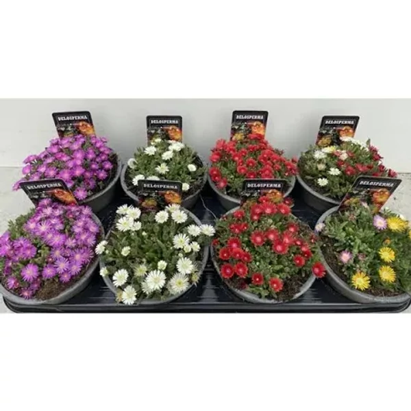 Delosperma 'Album'- Kristályvirág 