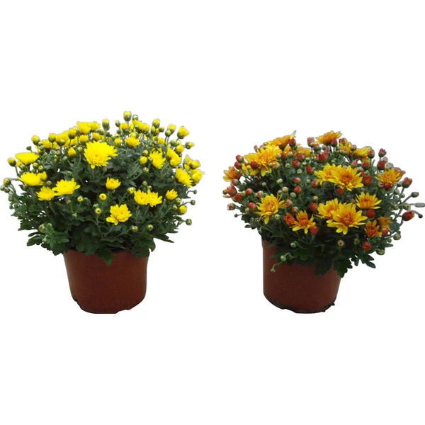 Krizantém közepes CS17