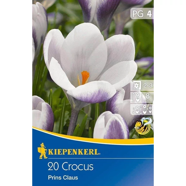 Kiepenkerl Prins Claus botanikai krókuszhagymák 12db