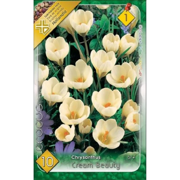Crocus virághagyma - Cream Beauty 10 db