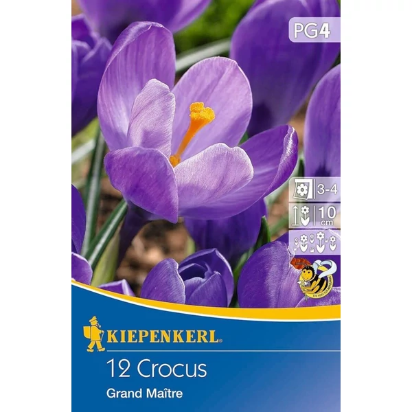 Kiepenkerl Crocus vernus Grand Maitre nagyvirágú krókusz virághagymák 12db