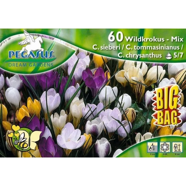 Pegasus Crocus Wildkrokus MIX vegyes botanikai krókuszhagymák BIG BAG 60db