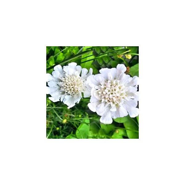 Scabiosa Kudo White Ördögszem Cs14