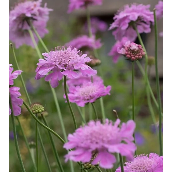 Scabiosa Kudo Pink - Ördögszem CS14