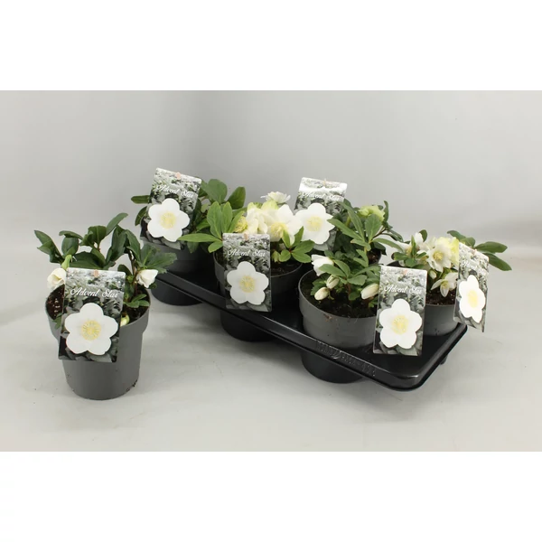Helleborus nig. Advent Star CS14 20cm