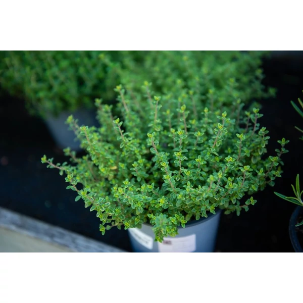 Fűszernövény - Kakukkfű CS12 Iván