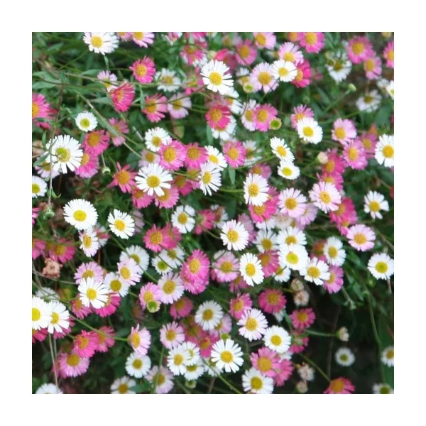 Erigeron karvinskianus Küllőrojt CS9
