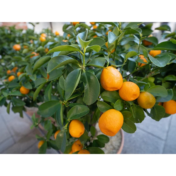 Óriás Kumquat Citrus japonica nagy termésű - alacsony törzsön D18