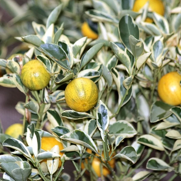 Kumquat variegata - Törpemandarin tarka alacsony törzsön D18