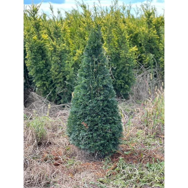 Taxus baccata - Tiszafa, kúpra nyírt FL80/100