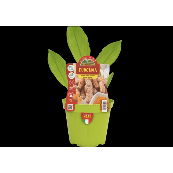 Palánta Prémium Kurkuma CS14