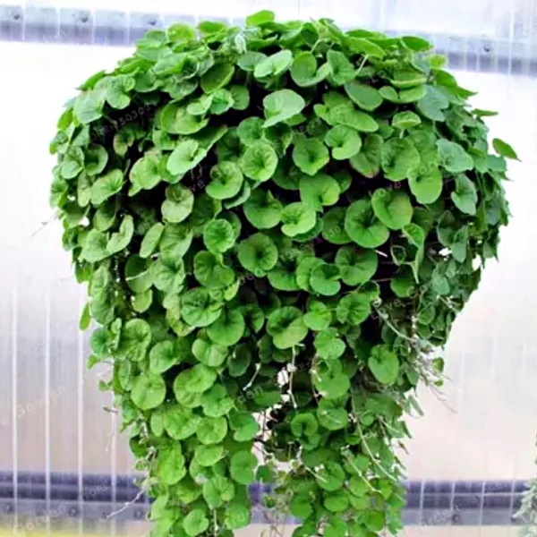 Dichondra Kúszó Szulák Ampolnás