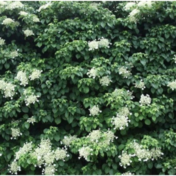 Hydrangea petiolaris - Kúszói hortenzia K4