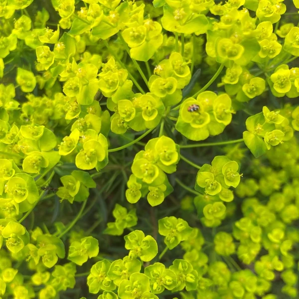 Euphorbia cyparissias Fens Ruby- Farkas kutyatej CS9