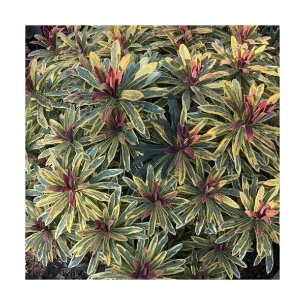 Euphorbia Ascot Raibow Cs14