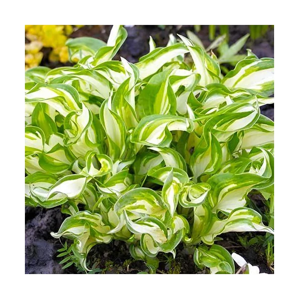 Hosta ‘Kiwi Spearmint’ – Árnyékliliom Cs14