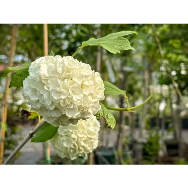 Viburnum opulus Roseum - Labdarózsa 100/125 K25/40