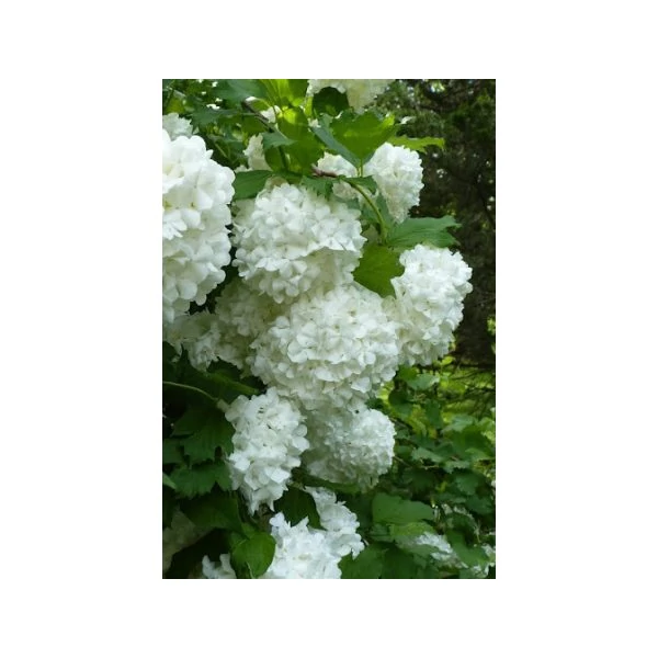 Viburnum opulus 'Roseum' - Labdarózsa K2 20+