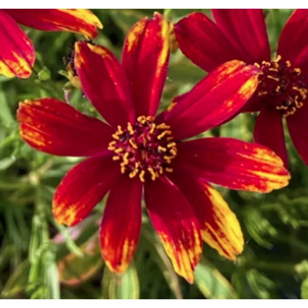 Coreopsis Ladybird - Menyecskeszem Cs14