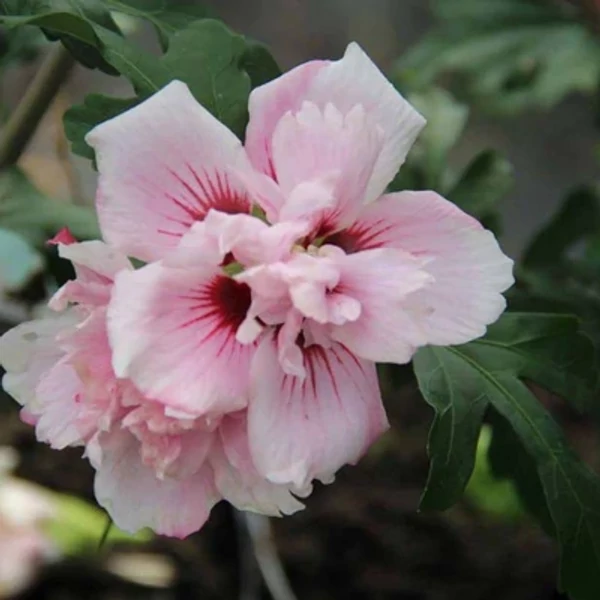 Hibiscus syriacus 'Lady Stanle' - Halvány rózsaszín törzses mályvacserje K10,5 T60