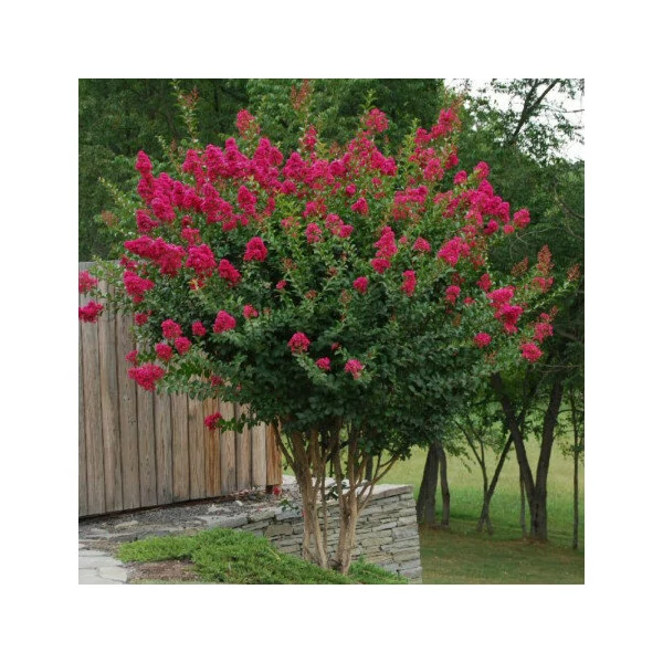 Lagerstroemia indica 'Red Magic' - Kínai selyemmirtusz 1/2 törzses CQ14L
