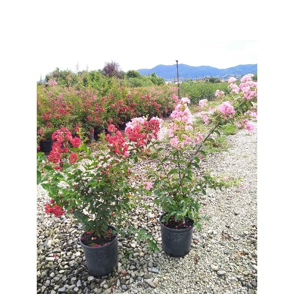 Lagerstroemia indica mix - Selyemmírtusz mix C3 40/60