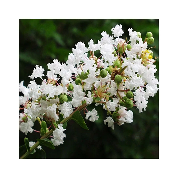 Lagerstroemia indica 'Enduring Summer White' – Kínai selyemmirtusz fehér K20 TM150 