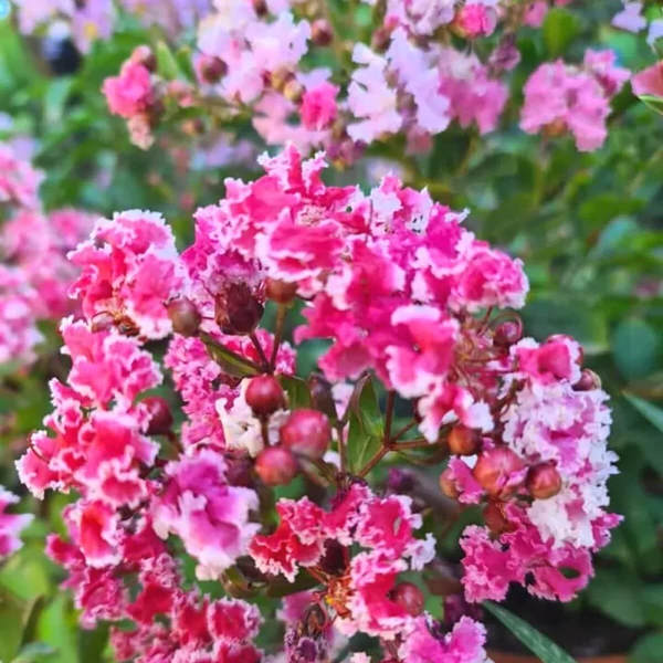 Lagerstroemia indica Berlingrot Menthe - Kínai selyem mirtusz bokor K30/50